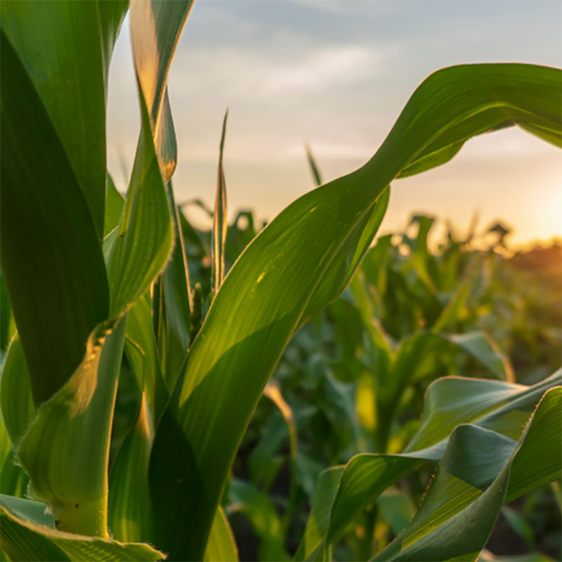 mais-agroecologie-coucher-soleil-agrocoherence.jpg Maïs