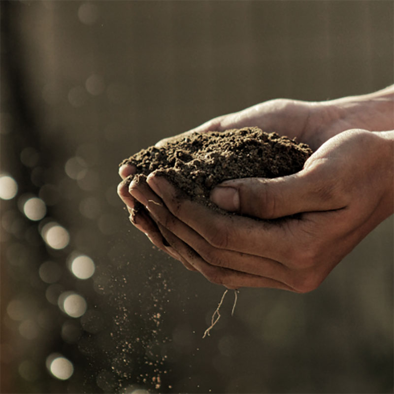 Mains qui tiennent de la terre